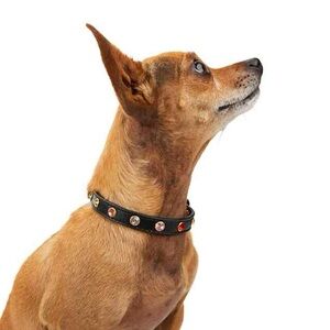 Youly Black Dog Collar with Colorful Studs (The Diva)